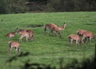 Parc National de Killarney (55)